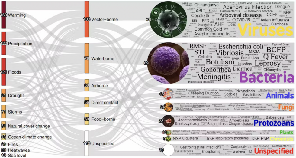 A simplified version of the pathogenic disease chart, sourced from The Conversation, shows how different climate disasters interact with transmission pathways and pathogens. The full version is available at https://camilo-mora.github.io/Diseases/ Camilo Mora, CC BY-ND