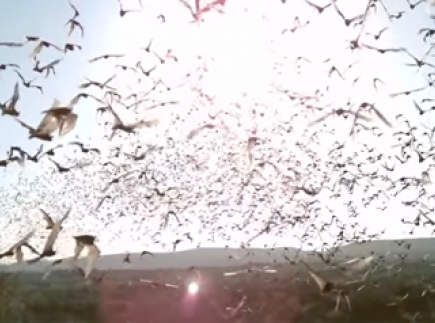 halloween activities to the bat cave video