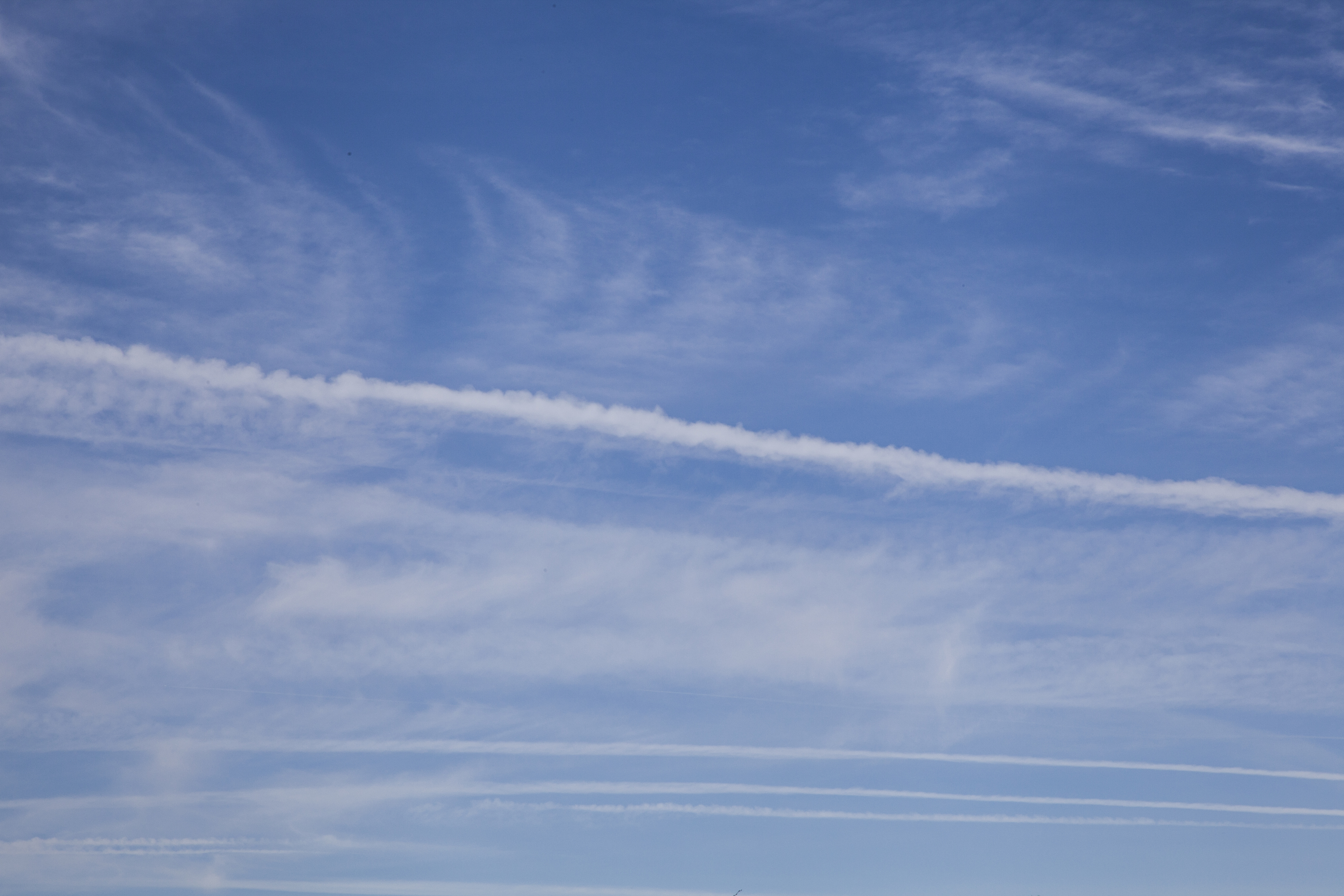 Peace Corps Challenge Game—National Trees