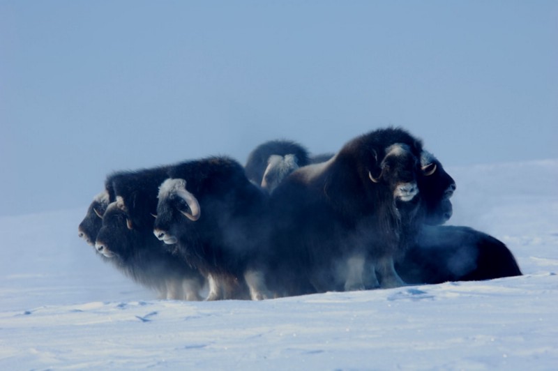 Muskox