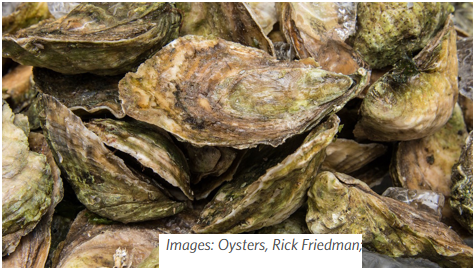 Ocean Acidification: Local Risks and Solutions