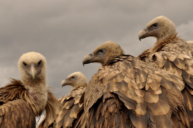 Vultures: India's Clean-up Crew