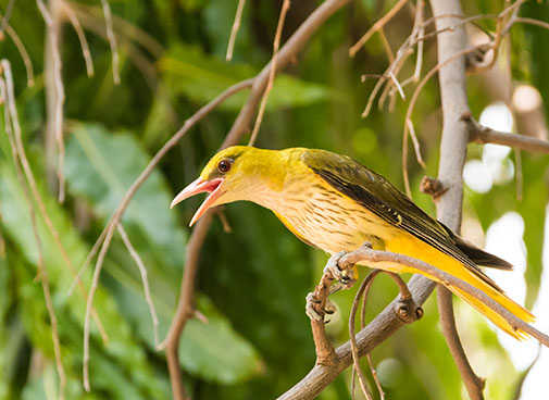 Burping Bioacoustics