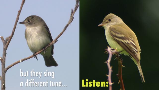 Digital records preserve precious audio of bird calls