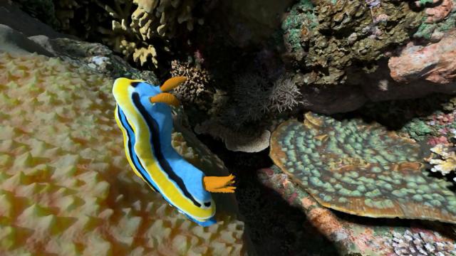 VIDEO: WHAT ANIMALS LIVE IN A CORAL REEF?