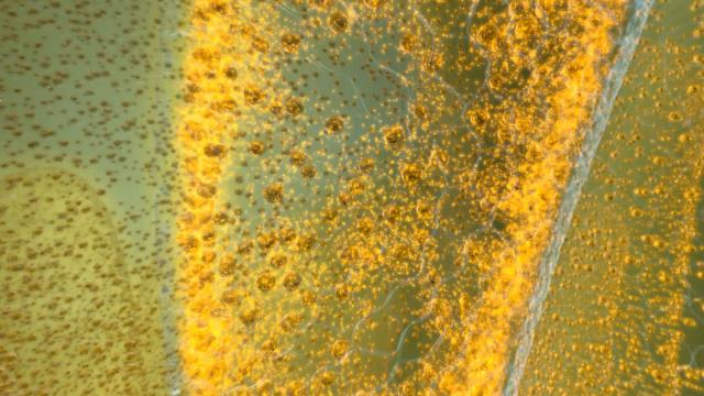 Video: Is a Coral a Predator, a Producer, or Both?