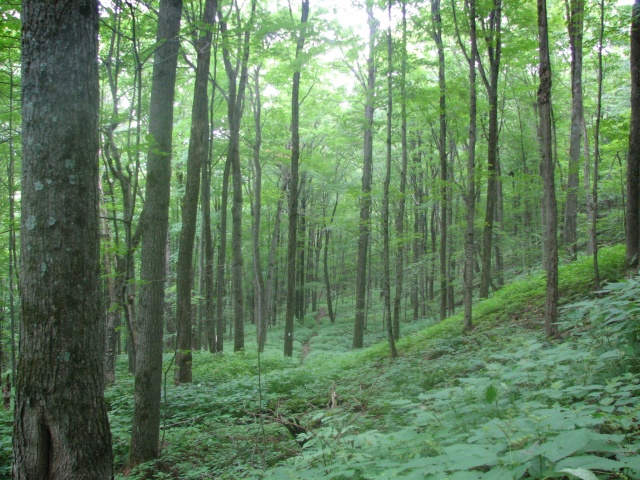 Element Scavenger Hunt