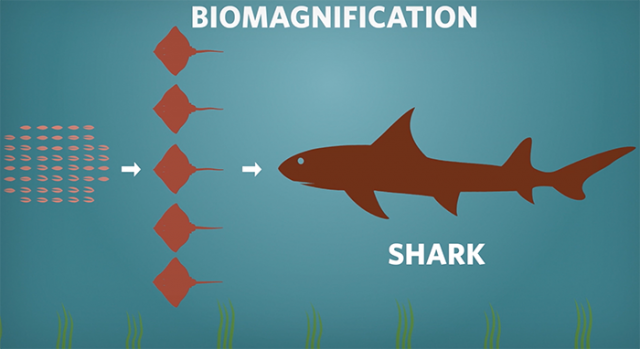 Healthy Oceans: Sustainable Seafood