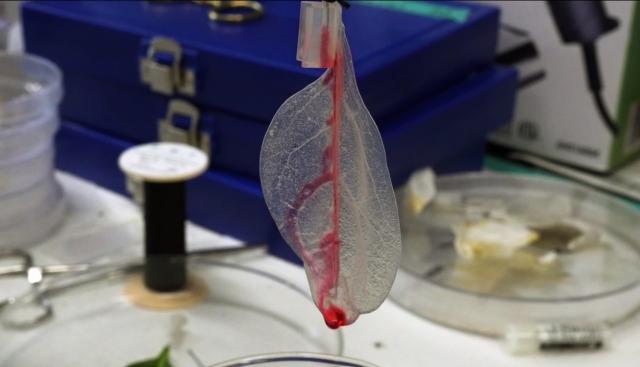 Science Nation 295: Spinach to hearts: Leafy vegetable inspires new way to generate heart tissue