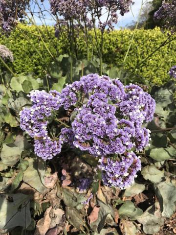 Lesson Plan: California's Climate