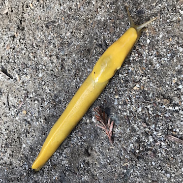 Lesson Plan: What Are You Up To?