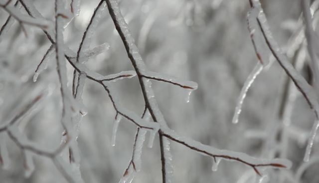Science Nation 279: Scientists create ice storms to study nature's chilly response