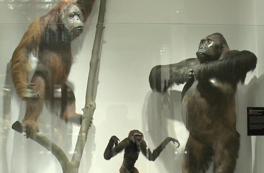 Meet the Family: Investigating Primate Relationships