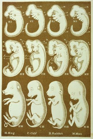 Embryological Evidence for Common Ancestry - Legends of Learning