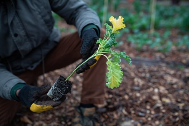 Gardens as Models for Natural Systems