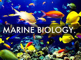 Want to be a marine biologist?  Step 1 for anyone: