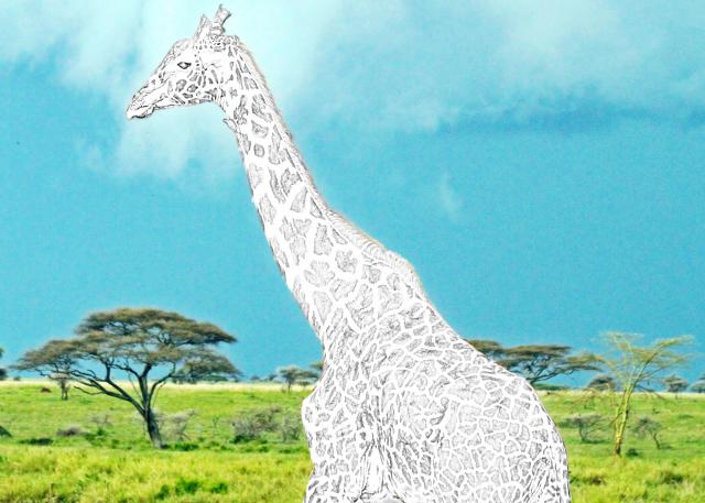 Let's Observe: Zoo Animals