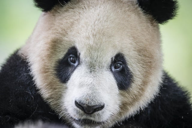 China's Great Forests: What the Giant Panda and Earth's Climate Share