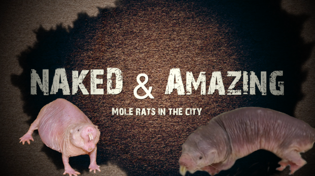 Naked and Amazing: The Real Reality Show