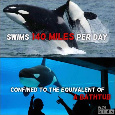 Tilikum: Casualty of Confinement 