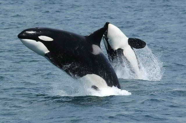 Orcas Belong in the Ocean