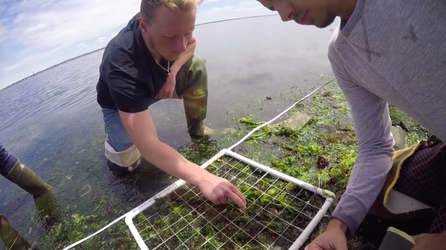 Science Nation 292: Leading-edge research aims to predict, limit harmful algal blooms