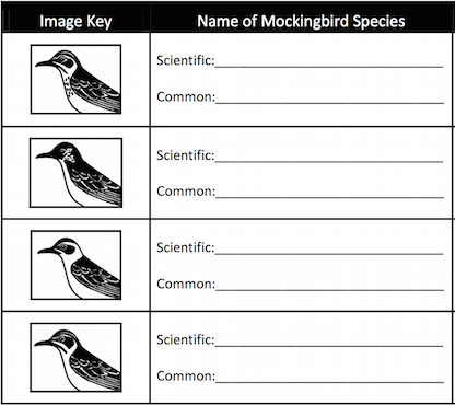 Mapping Mockingbirds (Evolutionary Relationships)