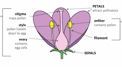 Flowers Seeking Pollinators Lesson Plan