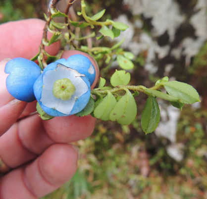 Lesson Plan: Pondering Photosynthesis