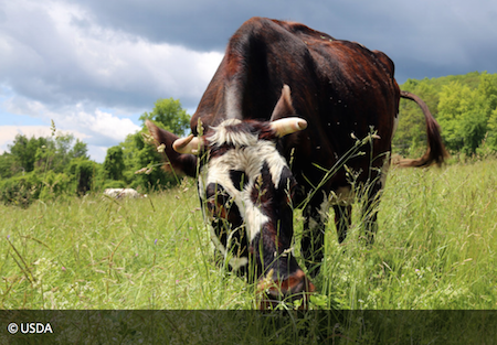 Lesson Plan: Sustainable Livestock