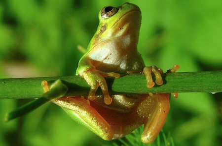 Tree Frogs and Evaporation