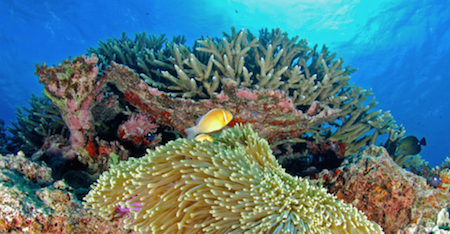 Lesson Plan: Coral and Chemistry