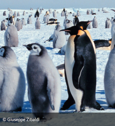 Lesson Plan: The Emperor Penguin's Egg