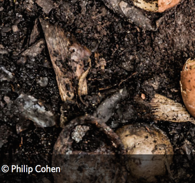 Composting: A Scientific Investigation