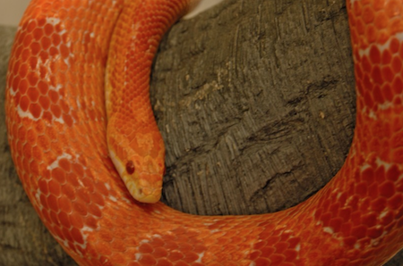 Snakes and Lizards Length and Movement