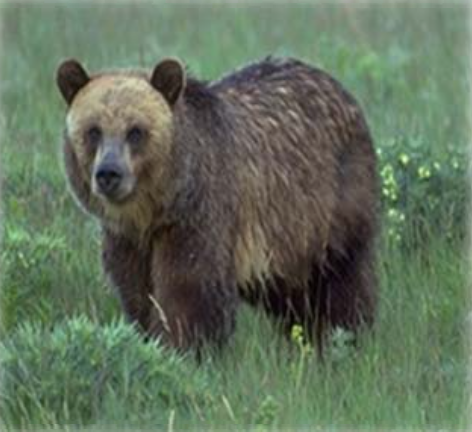 A Day in the Life of a San Francisco Native Animal