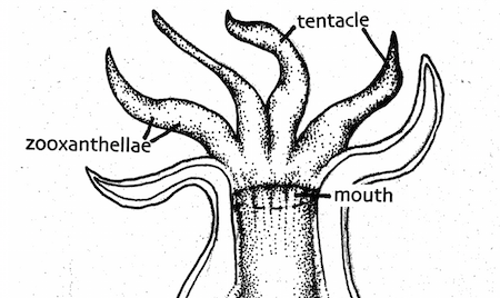 Lesson Plan: Coral Polyp Party