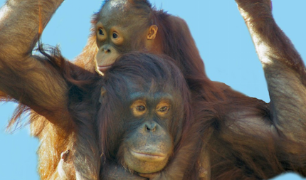 Lesson Plan: Protect the Primates!