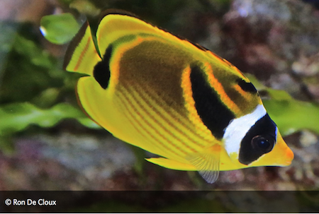 Colorful Fish Adaptations