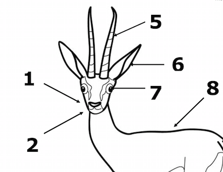 Parts of an Antelope
