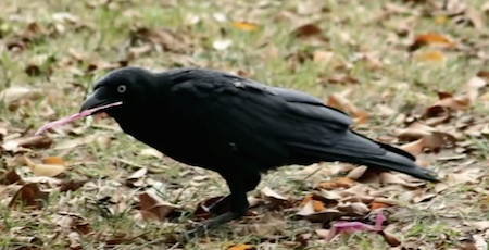Crows' Causal Reasoning
