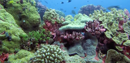 Fading Jewels of the Sea