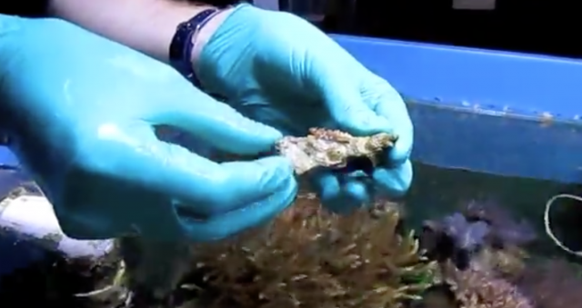 Coral - Behind the Scenes