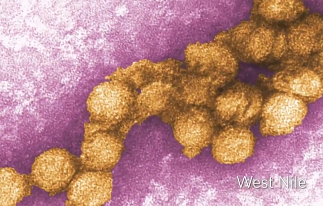 Understanding Viruses