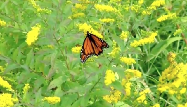 Monarch Migration