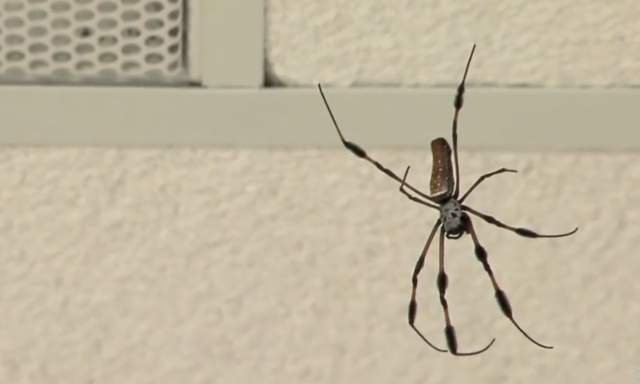 Spider Silk Technology