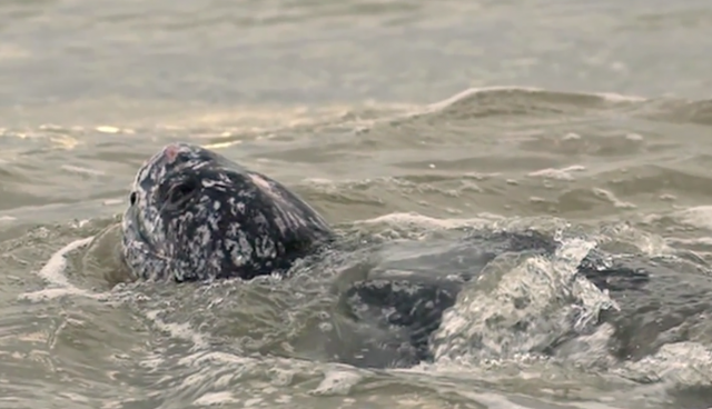 Pacific Leatherback Protection