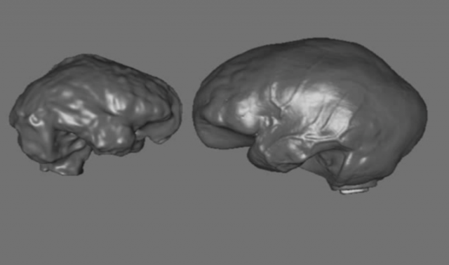 A Debate: Who was the Hobbit?