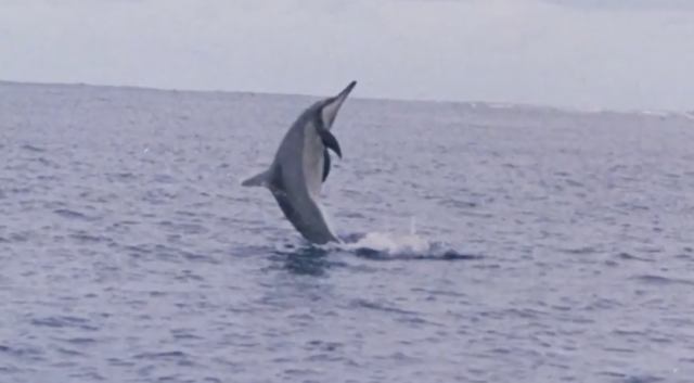 Extraordinary Marine Animals