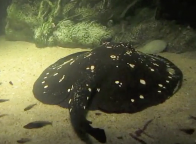 Freshwater Stingrays